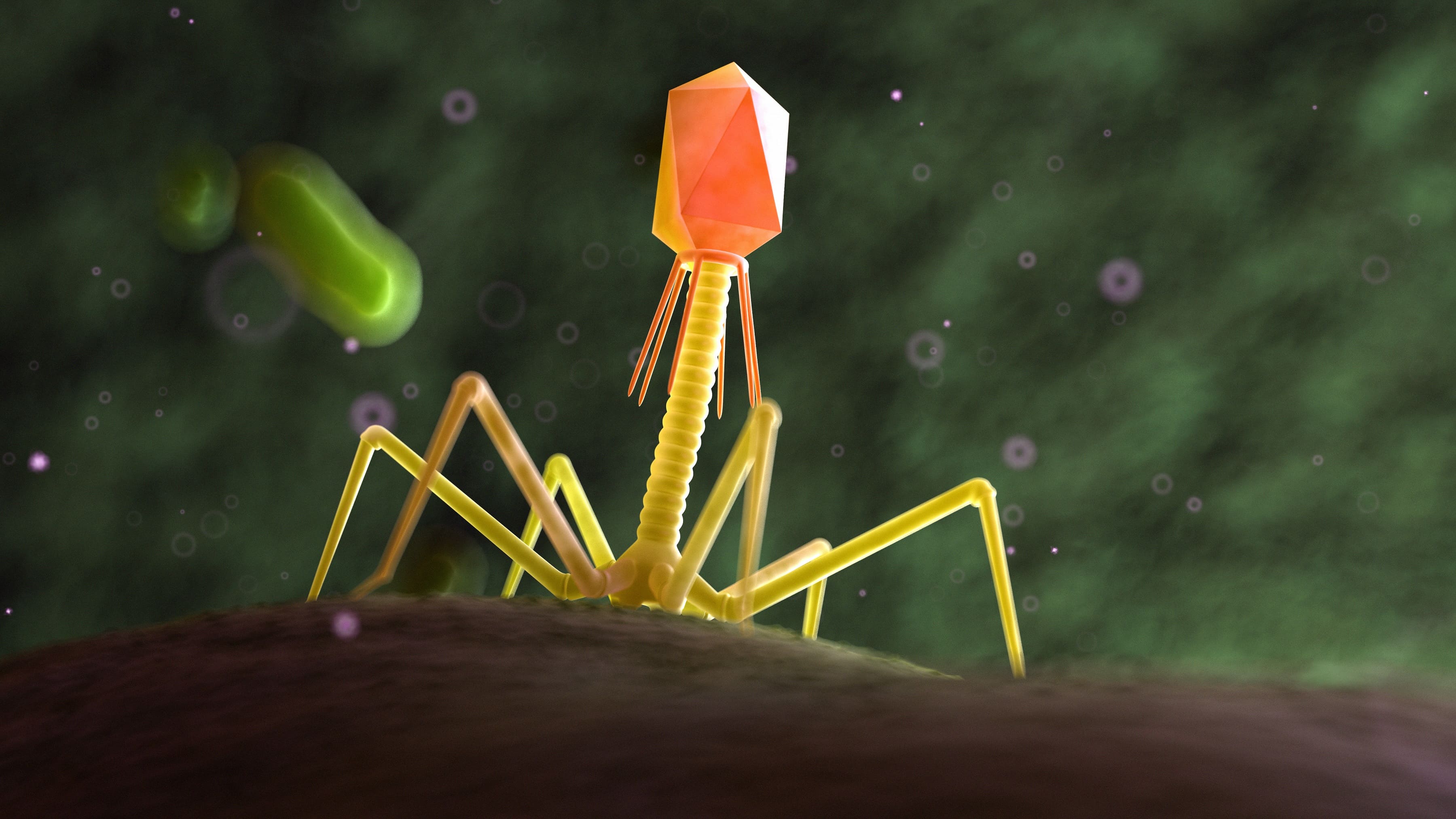 Bacteriophage virus