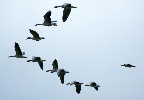 aves
