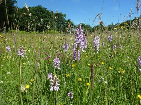Hay meadow